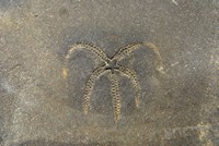 Astéride sp